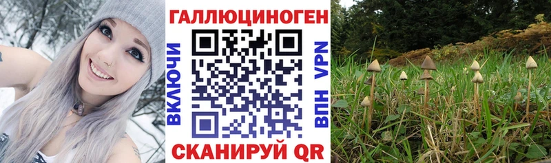 Купить где  Цимлянск  Галлюциногенные грибы Cubensis 